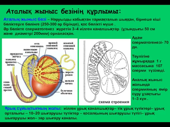 Аталық жыныс безінің құрлымы: Аталық жыныс безі – Нәруызды кабықтан