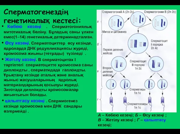 Сперматогенездің генетикалық кестесі: А – Көбею кезеңі; Б – Өсу