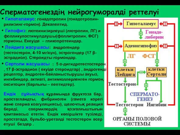 Сперматогенездің нейрогуморалді реттелуі Гипоталамус: гонадотропин (гонадотропин-рилизинг-гормон). Декапептид. Гипофиз: лютеинизирлеуші (лютропин,