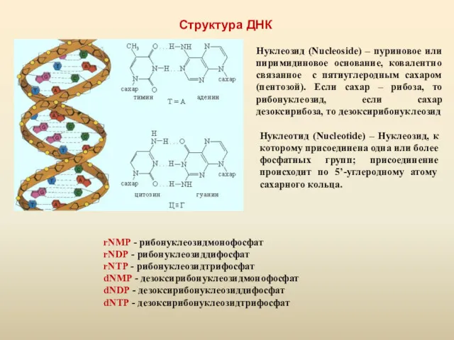 Структура ДНК rNMP - рибонуклеозидмонофосфат rNDP - рибонуклеозиддифосфат rNTP -