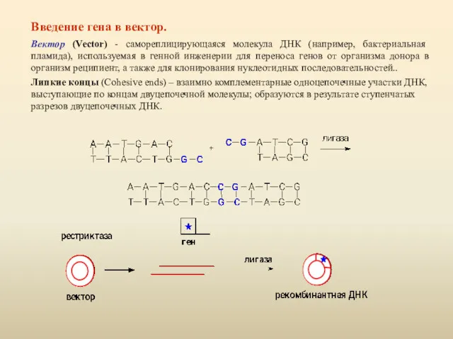 Введение гена в вектор. Вектор (Vector) - самореплицирующаяся молекула ДНК