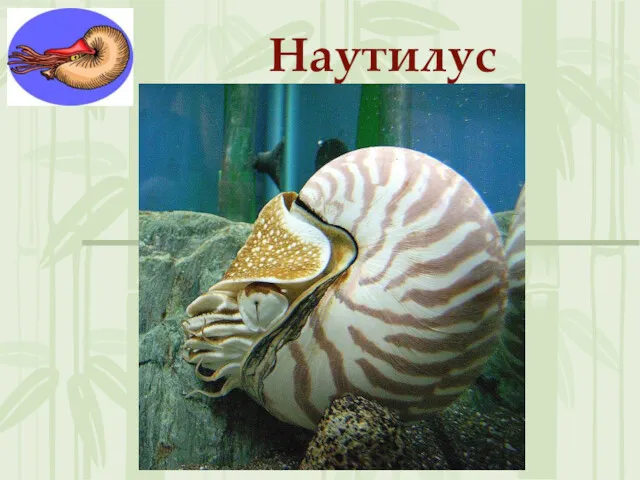 Наутилус