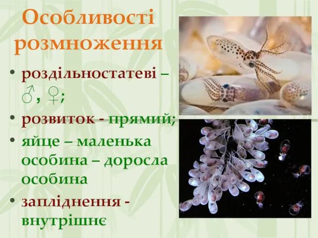 Особливості розмноження роздільностатеві – ♂, ♀; розвиток - прямий; яйце