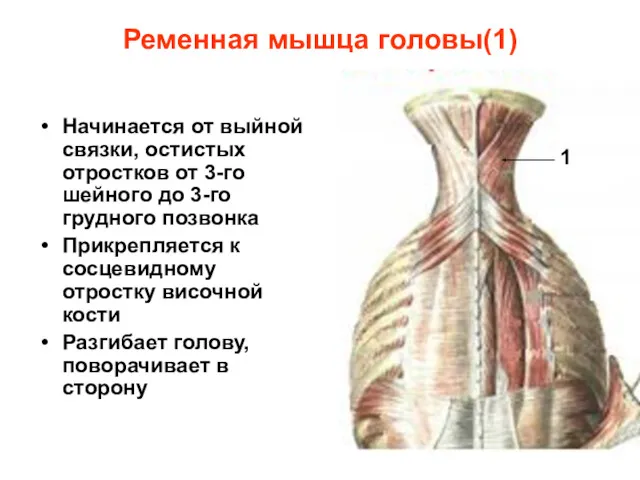 Ременная мышца головы(1) Начинается от выйной связки, остистых отростков от