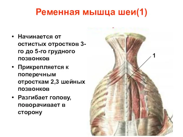 Ременная мышца шеи(1) Начинается от остистых отростков 3-го до 5-го