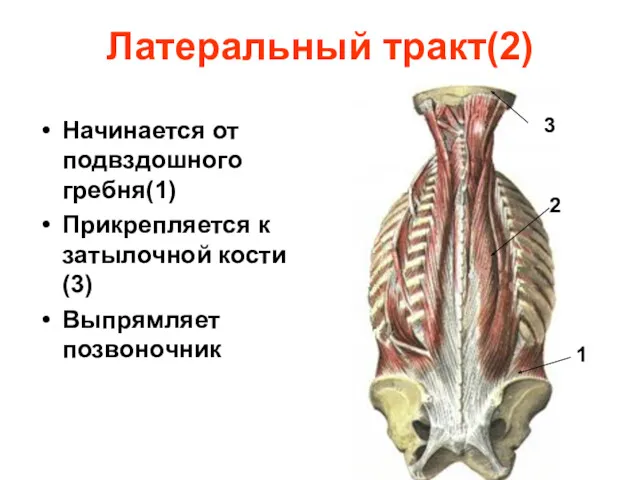 Латеральный тракт(2) Начинается от подвздошного гребня(1) Прикрепляется к затылочной кости(3) Выпрямляет позвоночник 1 2 3