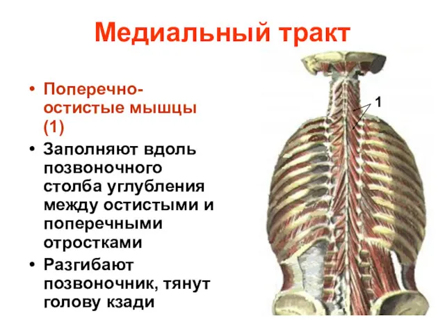 Медиальный тракт Поперечно-остистые мышцы(1) Заполняют вдоль позвоночного столба углубления между