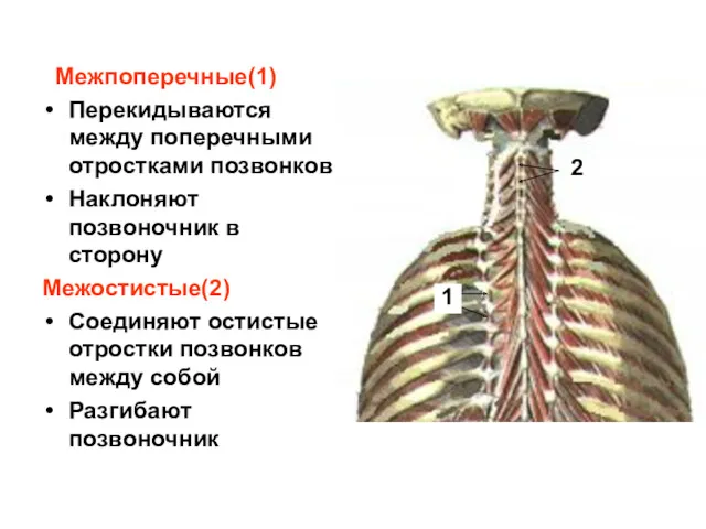 Межпоперечные(1) Перекидываются между поперечными отростками позвонков Наклоняют позвоночник в сторону