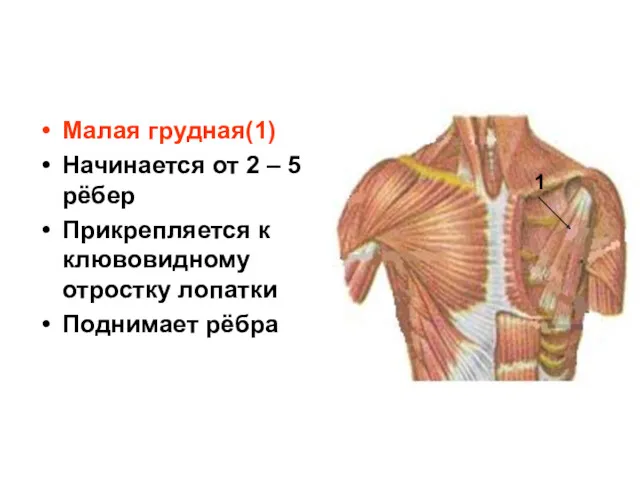 Малая грудная(1) Начинается от 2 – 5 рёбер Прикрепляется к клювовидному отростку лопатки Поднимает рёбра 1