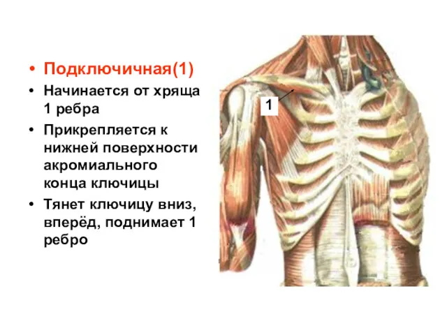 Подключичная(1) Начинается от хряща 1 ребра Прикрепляется к нижней поверхности