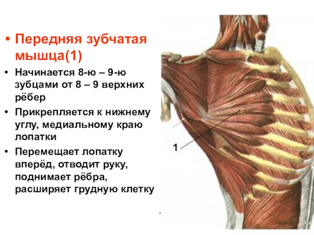 Передняя зубчатая мышца(1) Начинается 8-ю – 9-ю зубцами от 8