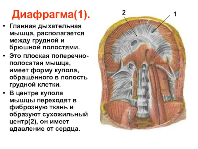 Диафрагма(1). Главная дыхательная мышца, располагается между грудной и брюшной полостями.