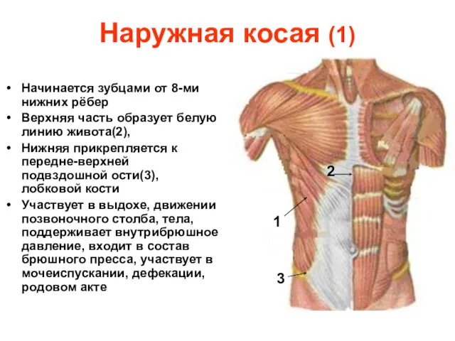 Наружная косая (1) Начинается зубцами от 8-ми нижних рёбер Верхняя