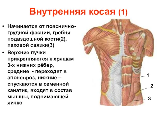 Внутренняя косая (1) Начинается от пояснично-грудной фасции, гребня подвздошной кости(2),