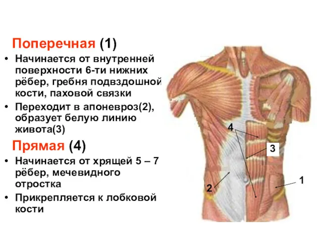 Поперечная (1) Начинается от внутренней поверхности 6-ти нижних рёбер, гребня