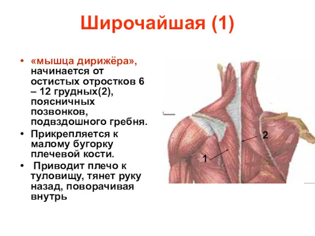 Широчайшая (1) «мышца дирижёра», начинается от остистых отростков 6 –