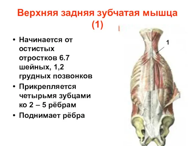 Верхняя задняя зубчатая мышца(1) Начинается от остистых отростков 6.7 шейных,