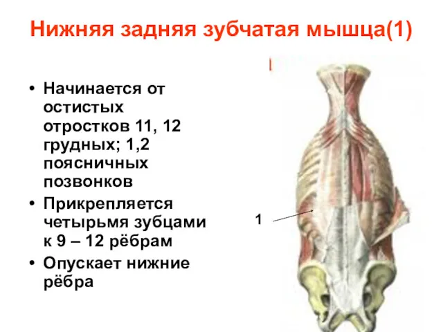 Нижняя задняя зубчатая мышца(1) Начинается от остистых отростков 11, 12