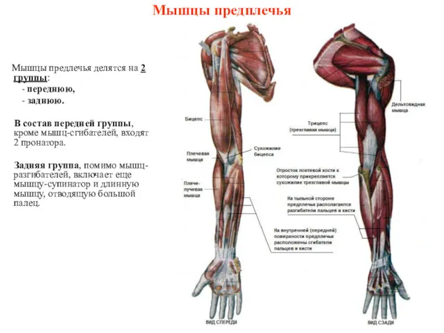 Мышцы предплечья Мышцы предлечья делятся на 2 группы: - переднюю,