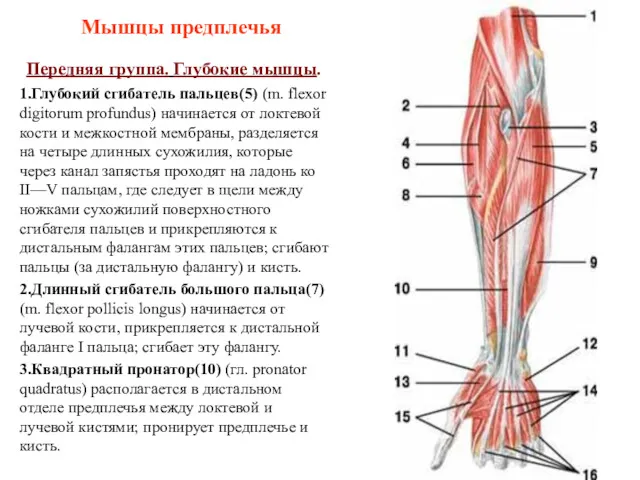 Передняя группа. Глубокие мышцы. 1.Глубокий сгибатель пальцев(5) (m. flexor digitorum