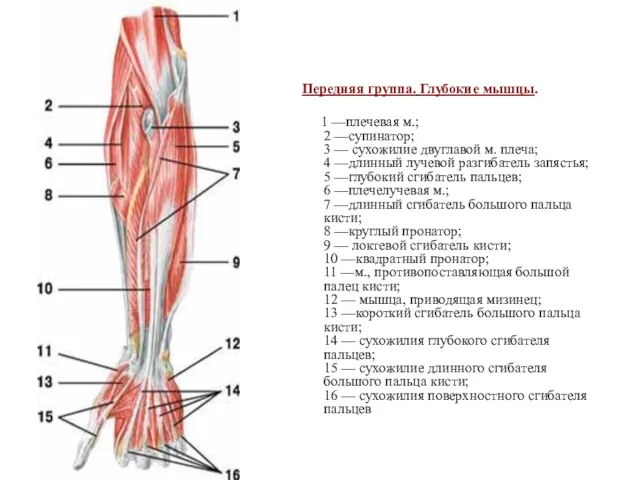 Передняя группа. Глубокие мышцы. 1 —плечевая м.; 2 —супинатор; 3