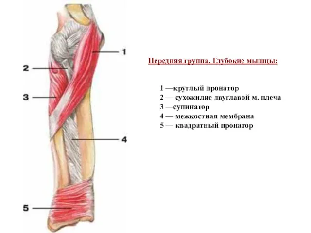 Передняя группа. Глубокие мышцы: 1 —круглый пронатор 2 — сухожилие