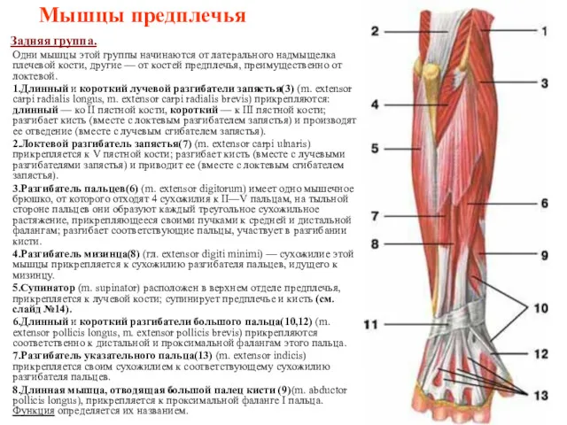 Мышцы предплечья Задняя группа. Одни мышцы этой группы начинаются от