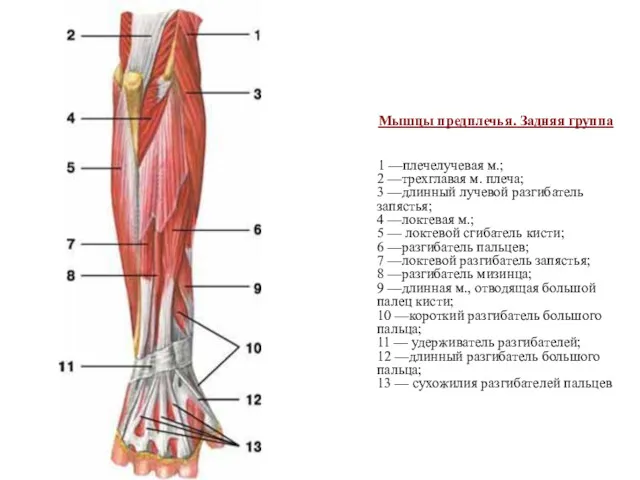 Мышцы предплечья. Задняя группа 1 —плечелучевая м.; 2 —трехглавая м.