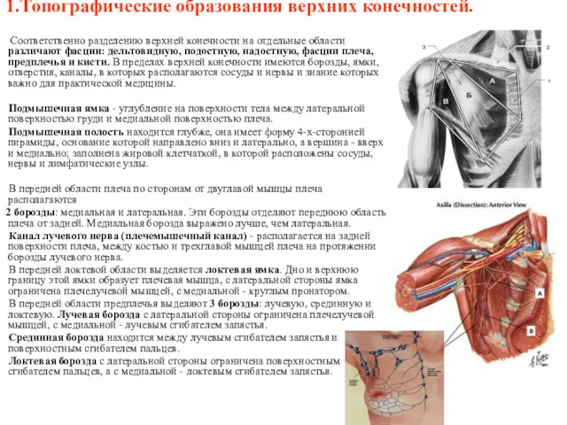 1.Топографические образования верхних конечностей. Соответственно разделению верхней конечности на отдельные