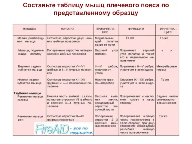 Составьте таблицу мышц плечевого пояса по представленному образцу