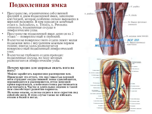 Подколенная ямка Пространство, ограниченное собственной фасцией и дном подколенной ямки,