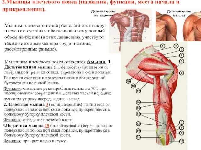 2.Мышцы плечевого пояса (названия, функции, места начала и прикрепления). Мышцы