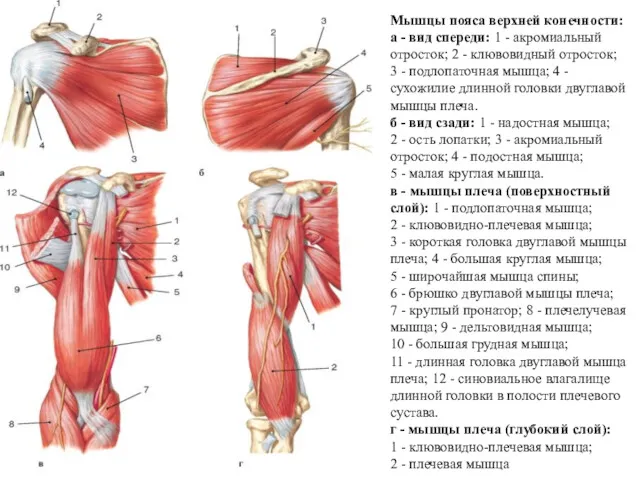 Мышцы пояса верхней конечности: а - вид спереди: 1 -