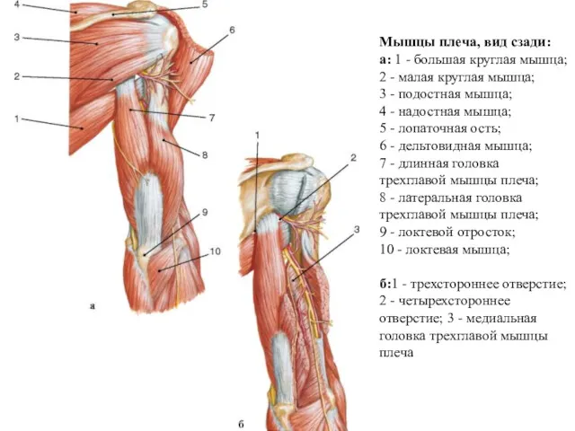 Мышцы плеча, вид сзади: а: 1 - большая круглая мышца;