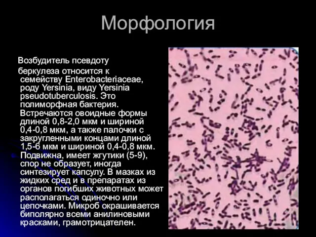 Морфология Возбудитель псевдоту беркулеза относится к семейству Enterobacteriaceae, роду Yersinia,