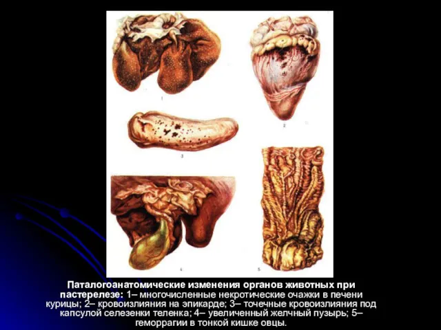 Паталогоанатомические изменения органов животных при пастерелезе: 1– многочисленные некротические очажки