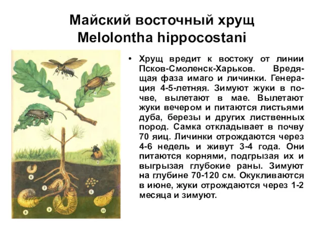 Майский восточный хрущ Melolontha hippocostani Хрущ вредит к востоку от линии Псков-Смоленск-Харьков. Вредя-щая