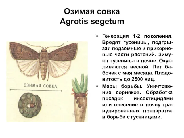 Озимая совка Agrotis segetum Генерация 1-2 поколения. Вредят гусеницы, подгры-зая подземные и прикорне-вые