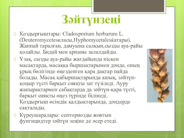 Зәйтүнзеңі Қоздырғыштары: Cladosporium herbarum L. (Deuteromycetesкласы,Hyphomycetalesќатары). Жаппай таралған, дамуына салқын,сызды