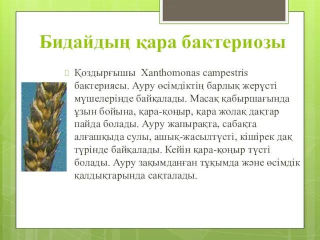 Бидайдың қара бактериозы Қоздырғышы Xanthomonas campestris бактериясы. Ауру өсімдіктің барлық