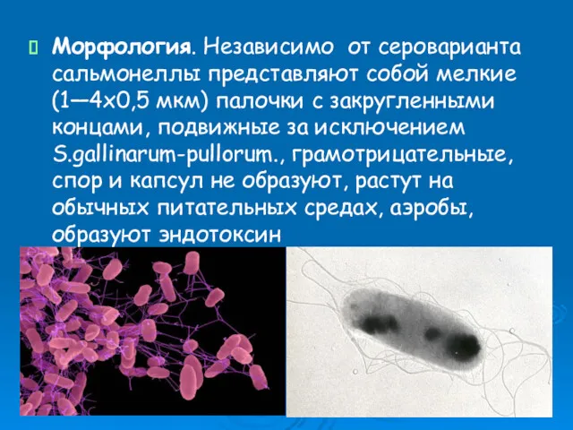 Морфология. Независимо от сероварианта сальмонеллы представляют собой мелкие (1—4x0,5 мкм)