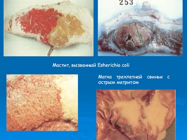 Мастит, вызванный Esherichia coli Матка трехлетней свиньи с острым метритом