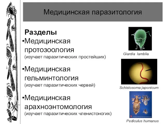 Медицинская паразитология Разделы Медицинская протозоология (изучает паразитических простейших) Медицинская гельминтология