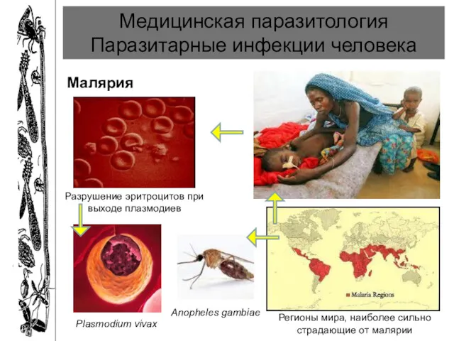 Регионы мира, наиболее сильно страдающие от малярии Медицинская паразитология Паразитарные