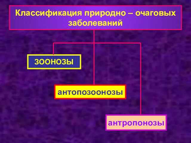 Классификация природно – очаговых заболеваний ЗООНОЗЫ антопозоонозы антропонозы