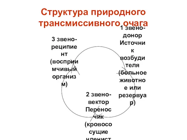 Структура природного трансмиссивного очага