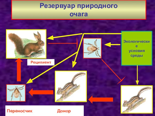 Резервуар природного очага Переносчик Донор Реципиент Экологические условия среды