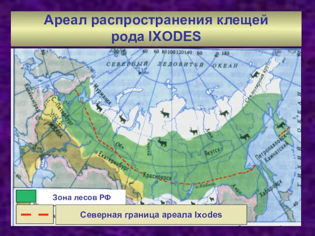 Ареал распространения клещей рода IXODES Зона лесов РФ Северная граница ареала Ixodes