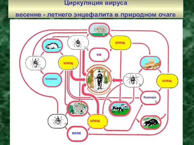 Циркуляция вируса весенне - летнего энцефалита в природном очаге