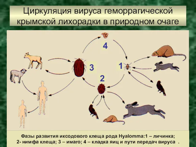 Циркуляция вируса геморрагической крымской лихорадки в природном очаге 1 2